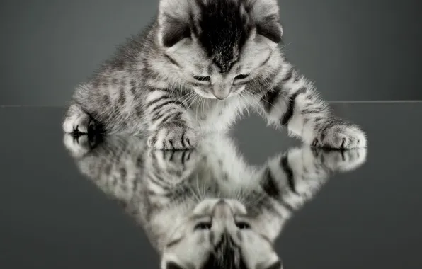 Cat, cat, reflection, kitty, background, Wallpaper, mirror, wallpaper
