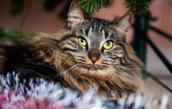 Cat, cat, look, grey, portrait, fluffy, Christmas, New year