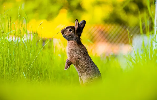 Greens, grass, nature, pose, glade, rabbit, face, brown