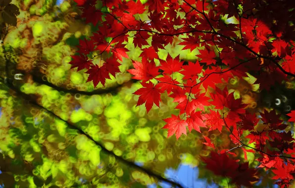 Autumn, leaves, branches, red, maple, autumn leaves