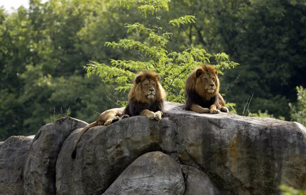 Cats, stones, Bush, pair, lions