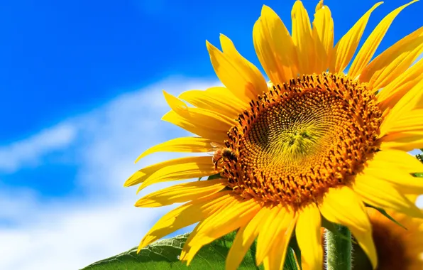 Picture summer, the sky, the sun, clouds, yellow, sunflower, closeup