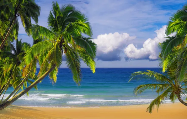 Sand, beach, the sky, palm trees, the ocean