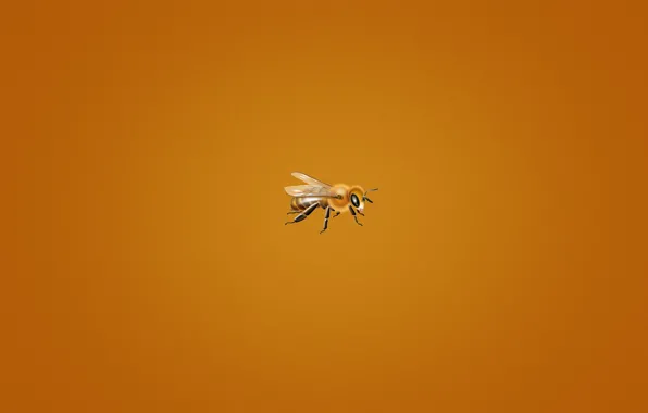 Bee, minimalism, orange background, small, bee, bee