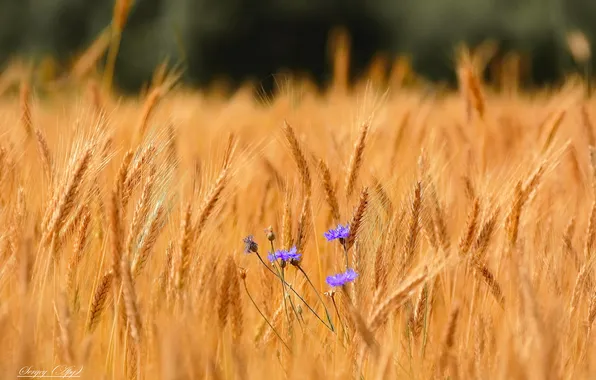 Summer, landscape, flowers, nature, cornflowers