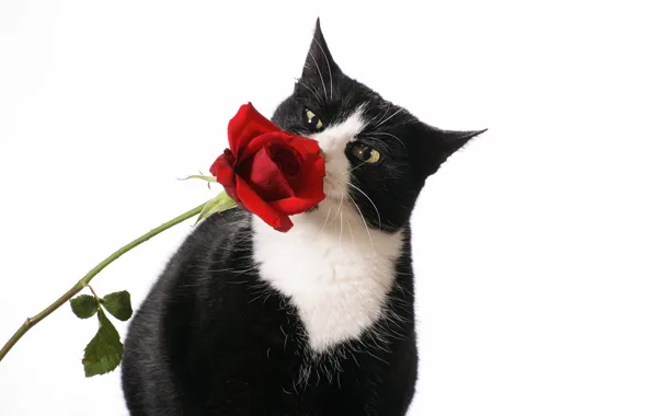 Picture cat, cat, roses, white background