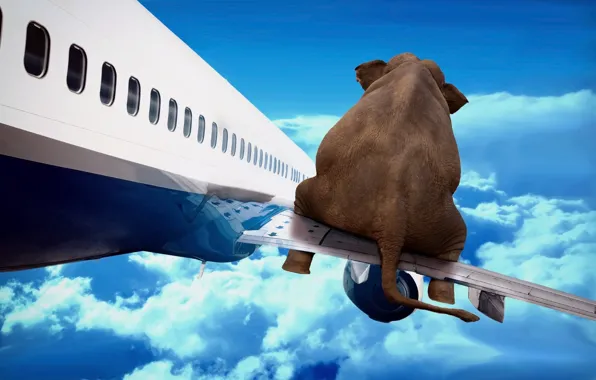 The sky, flight, the plane, elephant, wing, art
