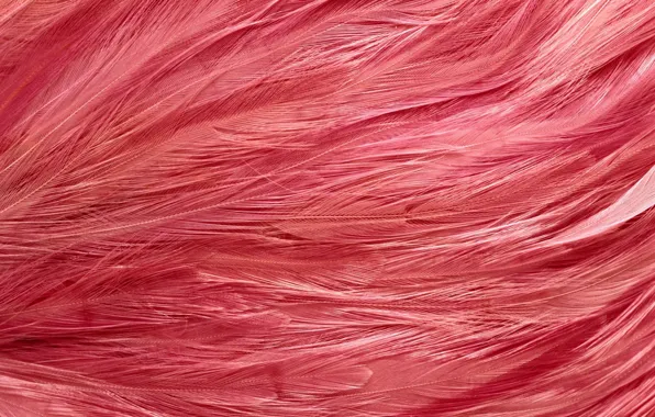 Feathers, texture, texture, background desktop, pink flamingos
