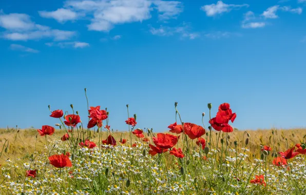 Wallpaper red, blue, flowers, white, blue, chamomile, Maki, the sky