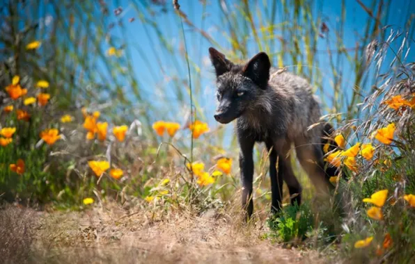Nature, predator, animal, wolf, wildlife, portrait, portrait., Canis lupus. face