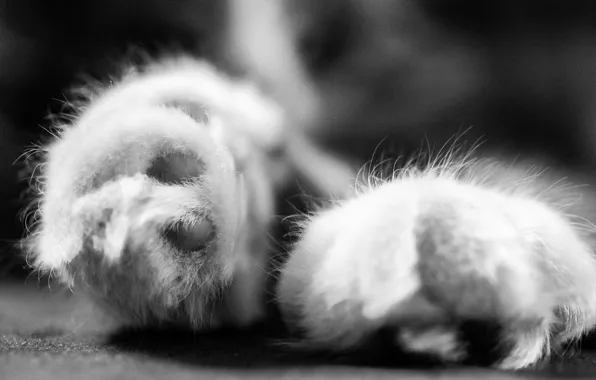 Picture animal, legs, cat. macro