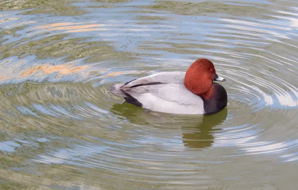 Picture water, lake, pond, background, animal, widescreen, Wallpaper, duck