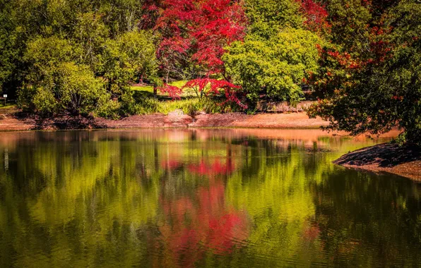 The sun, trees, pond, Park, England, Mount Lofty Botanic Garden