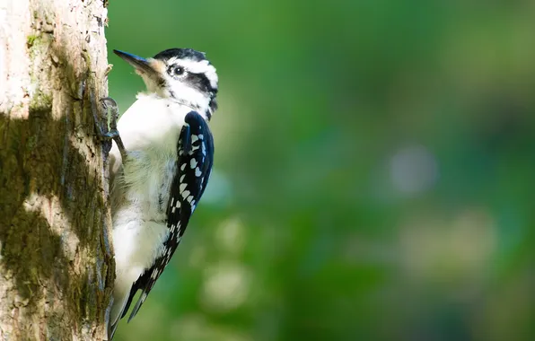 Picture background, tree, bird, woodpecker, trunk