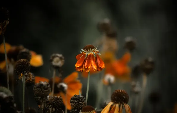 Macro, flowers, nature, plants, petals