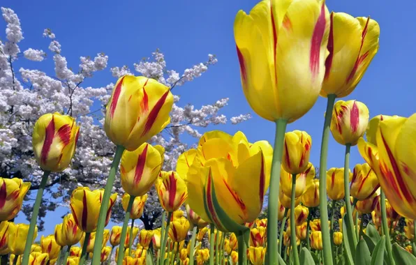 Picture cielo, amarillo, rojo, tulipanes