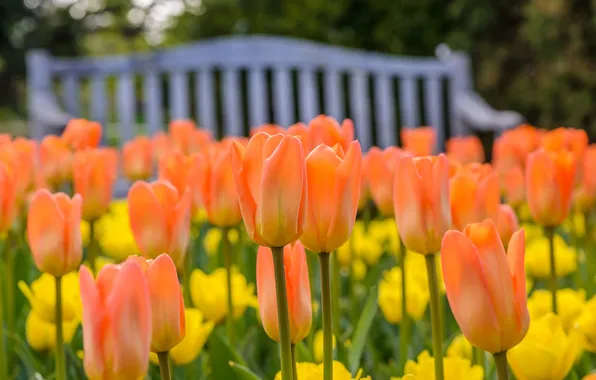 Orange, tulips, buds, bokeh