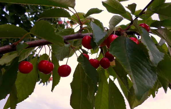 Branch, cherry, June