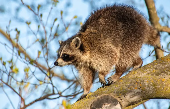 Picture look, light, trees, branches, pose, raccoon, profile, blue background