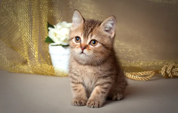 Cat, flower, kitty, baby, fabric, pot, Munchkin