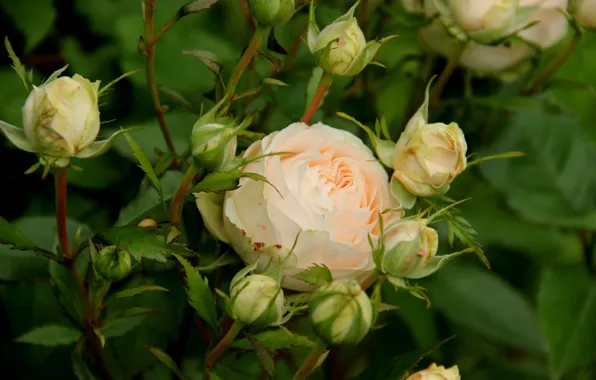 Picture summer, flowers, roses, beauty