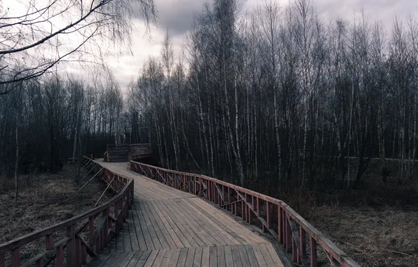Forest, the sky, trees, clouds, overcast, Russia, path, Artem