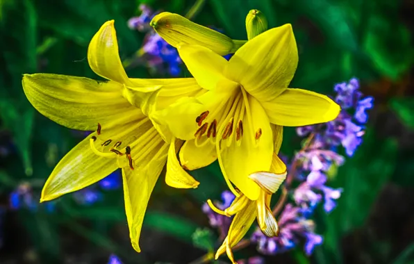 Picture macro, nature, Lily, petals
