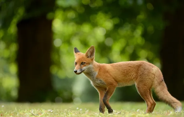 Forest, grass, nature, background, trunks, glade, muzzle, Fox