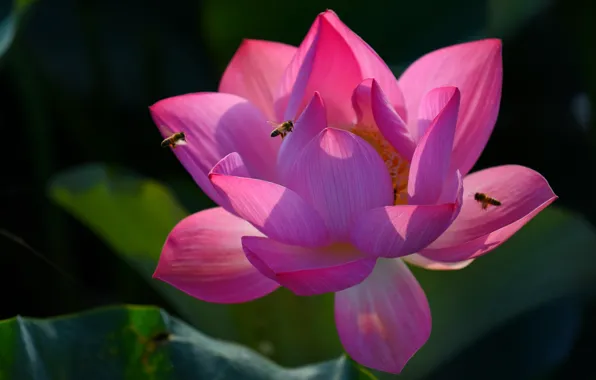 Flower, leaves, macro, light, flowers, insects, the dark background, pink