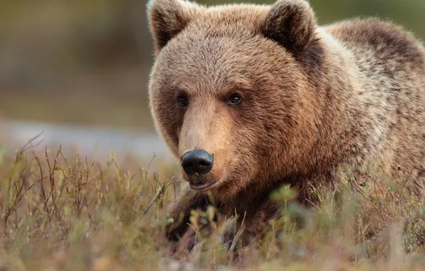 Look, face, nature, portrait, bear, lies, brown