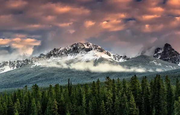 Forest, the sky, clouds, snow, mountains, fog, tops, ate