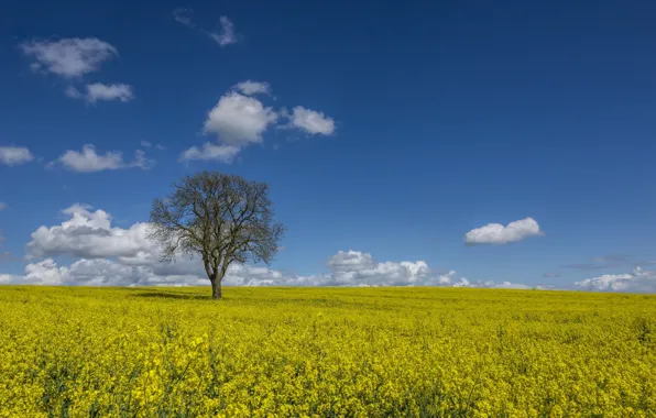 Field, clouds, flowers, tree, England, rape