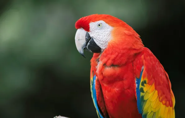 Red, feathers, parrot