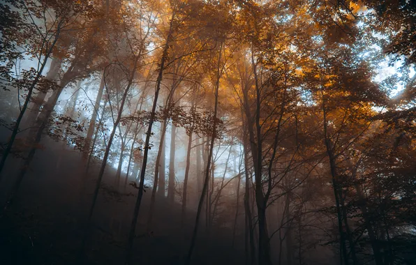 Autumn, forest, trees, branches, nature, fog, trunks, foliage