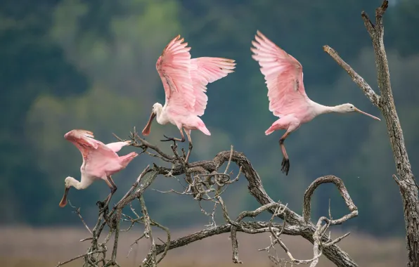 Birds, branches, nature, tree, wings, snag, trio, stroke