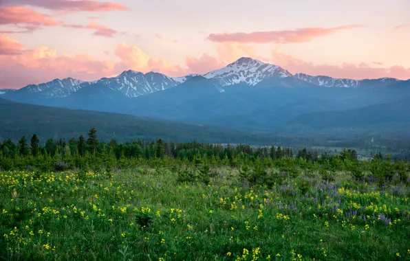 Flowers, mountains, morning, meadow, Colorado, Rocky Mountains