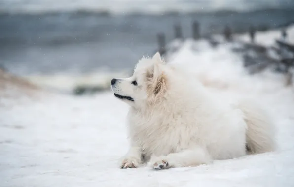 Winter, snow, nature, pose, shore, dog, the snow, lies