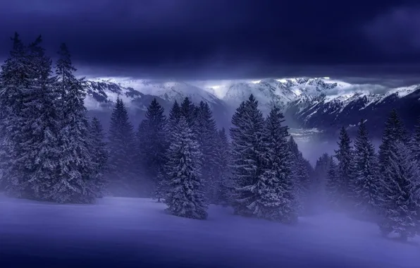 Picture winter, forest, snow, mountains, spruce forest