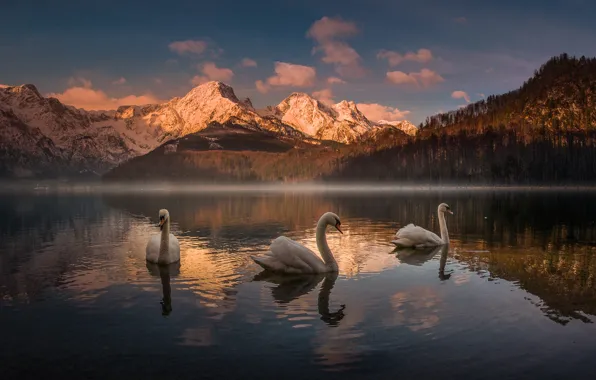 Mountains, lake, Austria, swans, Almsee