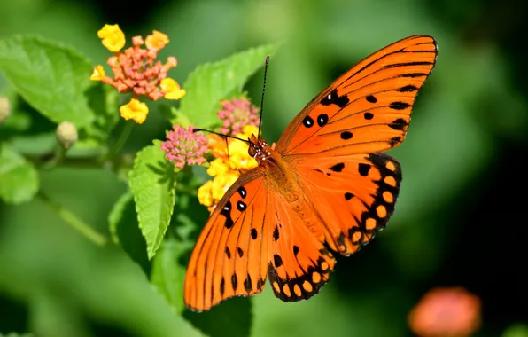 Flower, macro, butterfly, wings, beautiful, closeup