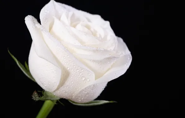 Flower, Bud, black background, water drops, white rose