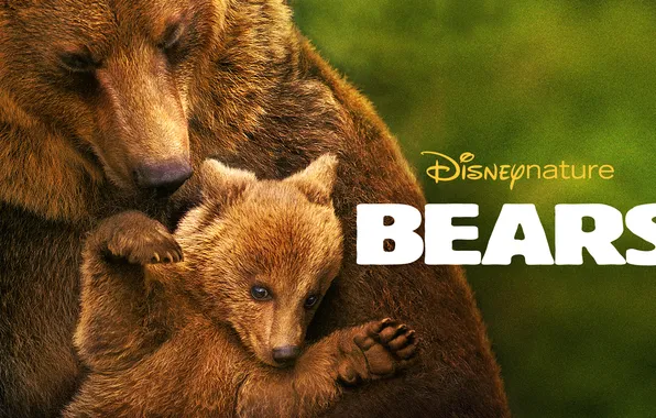 Picture Bears, documentary, Bears, Disneynature