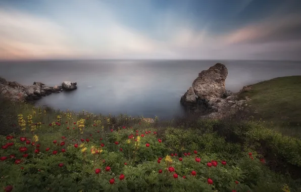 Sea, landscape, flowers, rocks, beauty