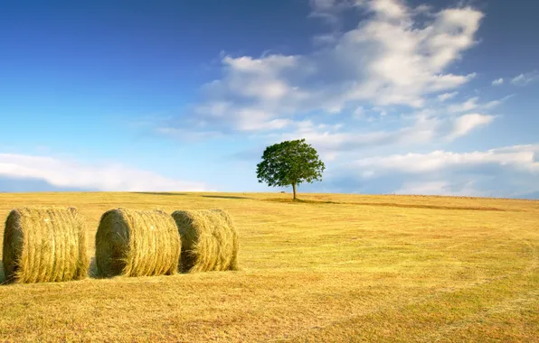 Wheat, field, autumn, the sky, grass, clouds, yellow, green