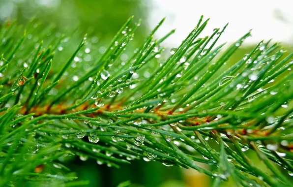 Drops, needles, green, rain, branch, Pine