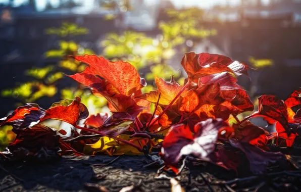 Leaves, bokeh, digital painting