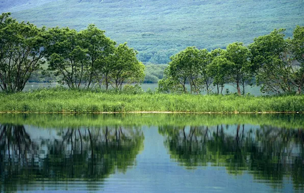 Picture trees, pond, reflection