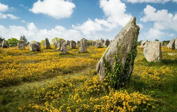 Picture summer, flowers, stones