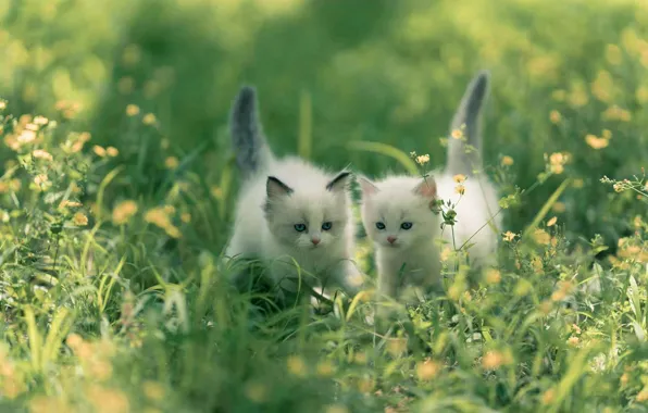 Greens, summer, grass, cats, flowers, meadow, kittens, walk