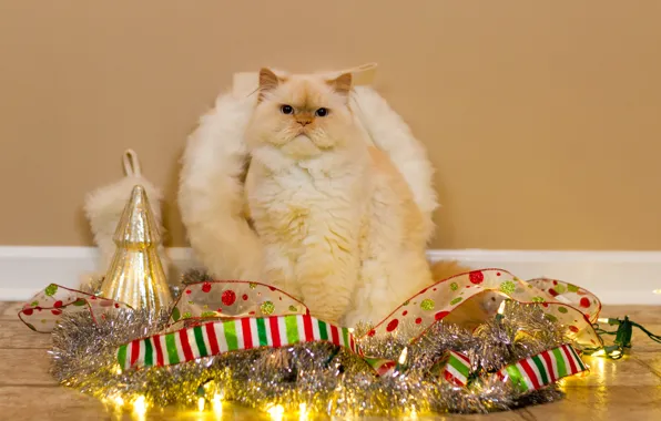 Cat, white, cat, lights, tape, wall, holiday, Shine